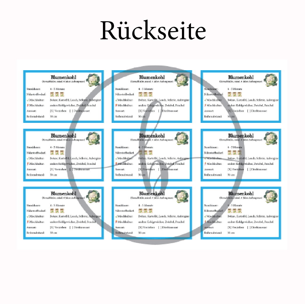 Blumenkohl Gemüse-Anbau-Karte – Bild 4